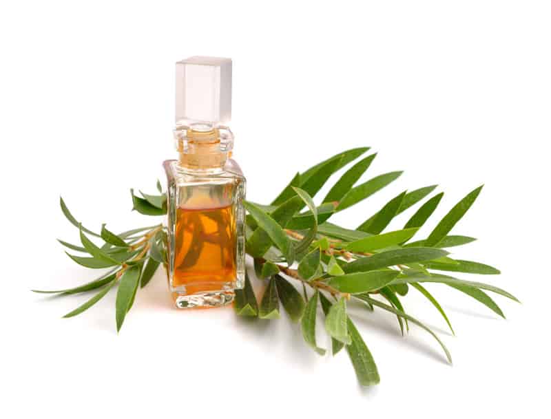 Tea-Tree-Oil-for-Toenail-Fungus